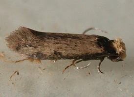 Homostinea curviliniella 